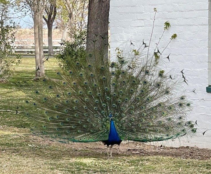 12 peacock